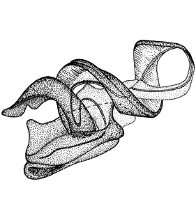 species