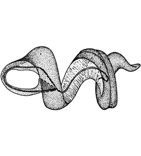 species