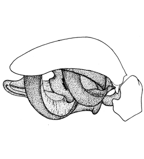 species