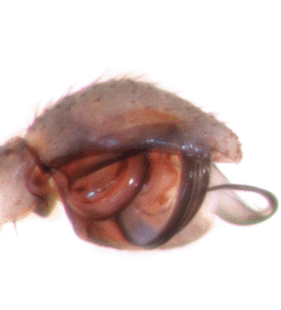 species