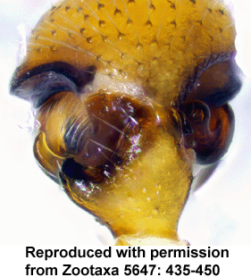 species