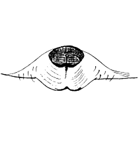 speciesimage