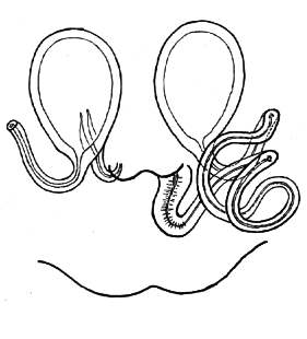 speciesimage