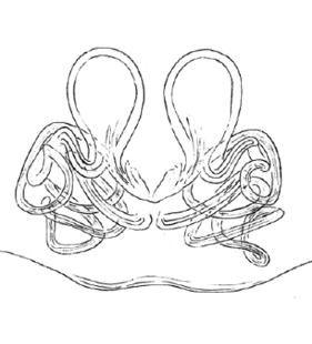 speciesimage