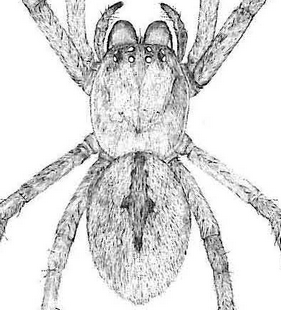 species