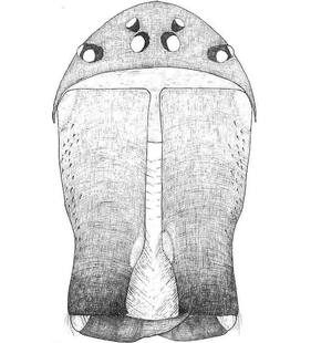 species