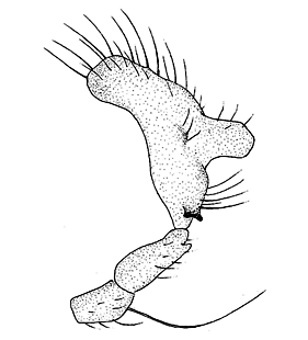 speciesimage