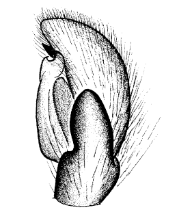 speciesimage