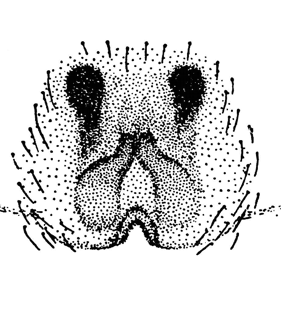 speciesimage