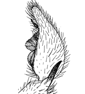 speciesimage