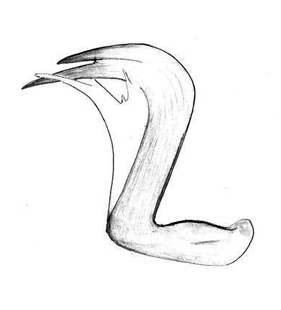 speciesimage