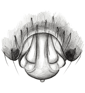 speciesimage