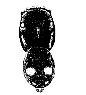 speciesimage