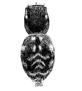 speciesimage