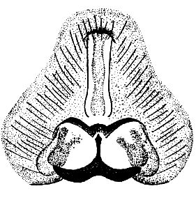 speciesimage