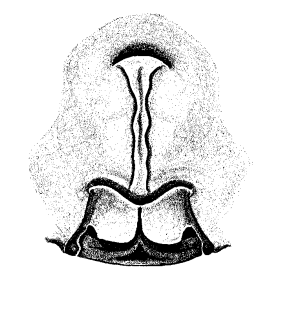 speciesimage