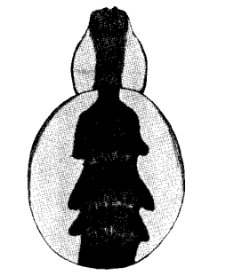 speciesimage