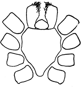 speciesimage