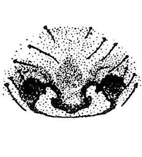 speciesimage