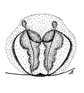 speciesimage