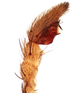 species