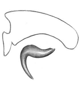 species