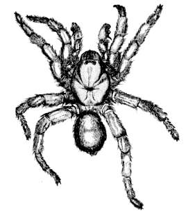 speciesimage