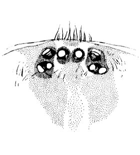 speciesimage