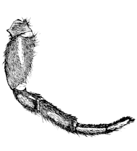 speciesimage