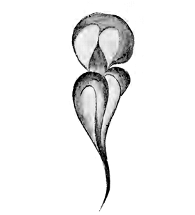 speciesimage