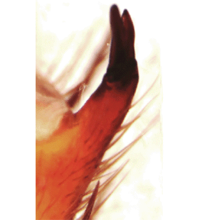 speciesimage