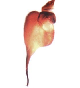 speciesimage