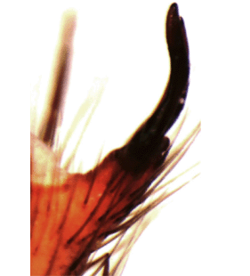speciesimage