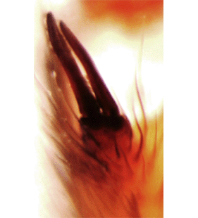 speciesimage