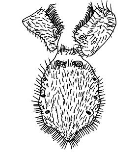 speciesimage
