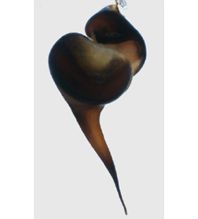 speciesimage