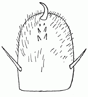 speciesimage
