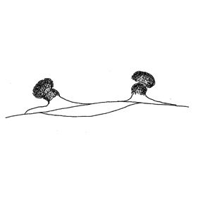 speciesimage