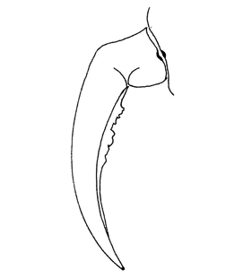 speciesimage