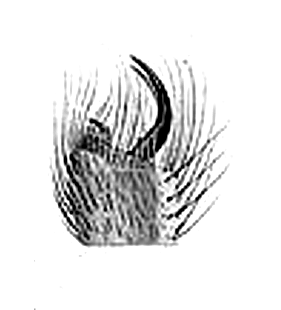 speciesimage