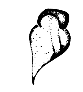 speciesimage