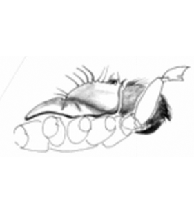 speciesimage