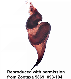 speciesimage