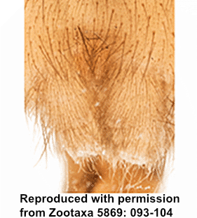 speciesimage