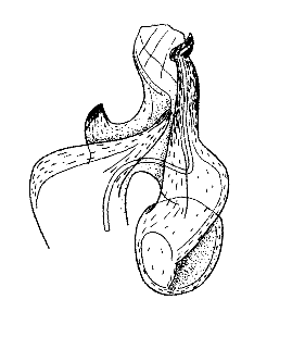 speciesimage