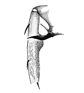 speciesimage
