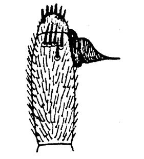 speciesimage