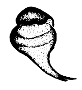speciesimage