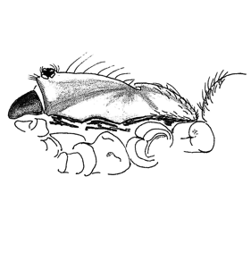 speciesimage