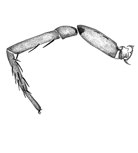 speciesimage